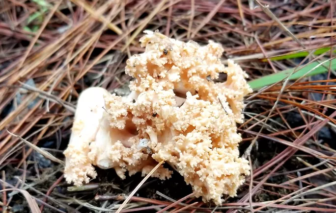 Tuy nhiên, rất may mắn chúng tôi đi săn nấm lần này thì bắt gặp một ổ nấm hoa đá (một đám nấm mọc gần nhau). Loại nấm này rất thơm, có hình thù giống như san hô. Khi nấu lên sẽ rất ngọt và dai như thịt gà.