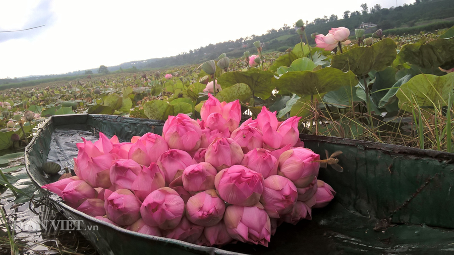 Vào thời điểm mùa mưa hay nước lên, chị Hồng sẽ phải dùng thuyền để bơi ra giữa hồ hái hoa sen. 