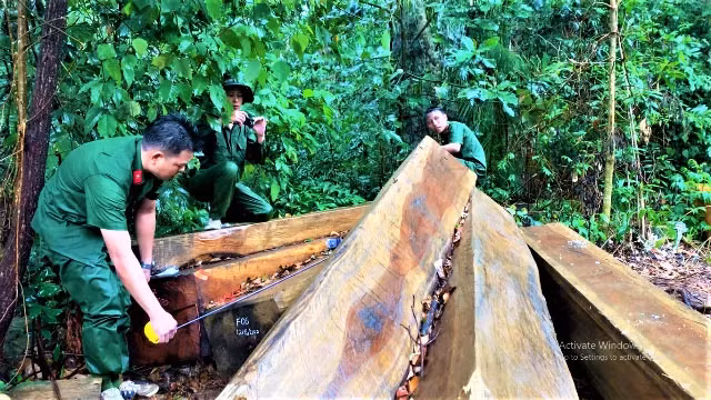 Nhiều cây gỗ hàng trăm năm tuổi có đường kính lớn bị các đối tượng cưa xẻ thành phách nhưng chưa kịp chở ra khỏi rừng thì bị phát hiện, bắt giữ.