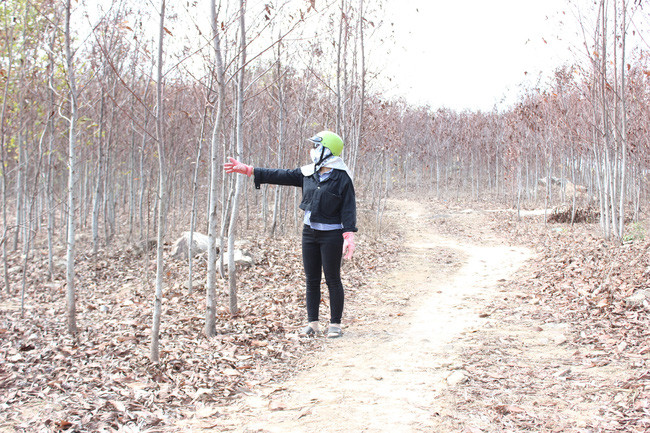 Cây keo lai ở huyện Đắk Pơ, Gia Lai... chết khô