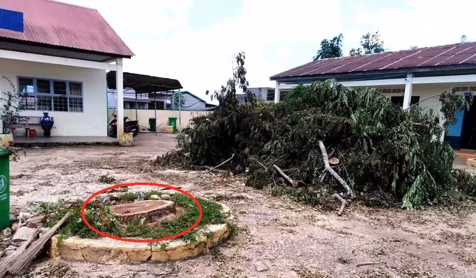 Nhà trường cho cưa hạ sát gốc.