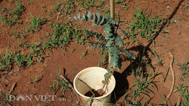 Cây đô la là cây trồng mới, đầu ra chưa ổn định nên người dân chưa nên trồng ồ ạt.