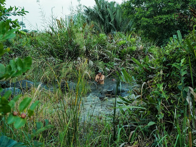 Ông Văn Đức Tởi bén duyên với nghề nuôi trâu ở phố từ năm 1993 ẢNH: EASON CHANG