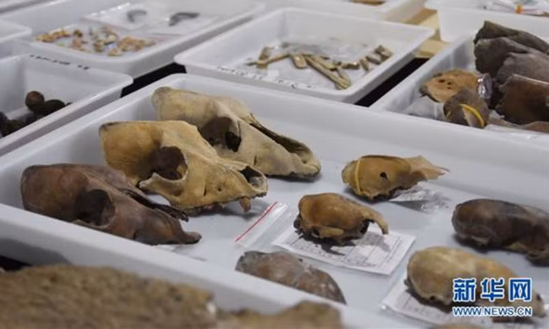 Các hiện vật được tìm thấy tại địa điểm có niên đại 8.000 năm ở tỉnh Chiết Giang, Trung Quốc.