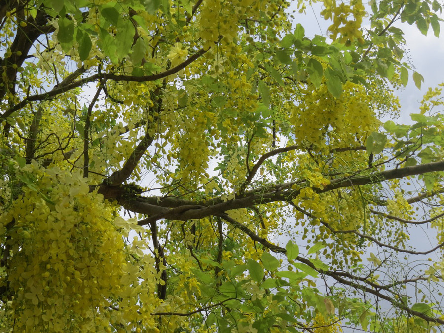 Những chùm hoa vàng trĩu, long lanh sắc vàng của muồng hoàng yến