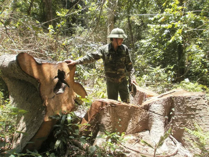 Đắk Lắk là điểm nóng về tình trạng phá rừng