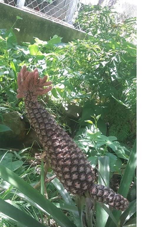  Trái khóm có đầu như mào gà trống rất kỳ lạ tài vườn ông Nguyễn Cọng.