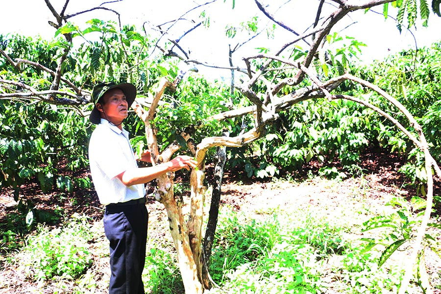 Nhiều diện tích già cỗi cần được tái canh. Ảnh: Q.T