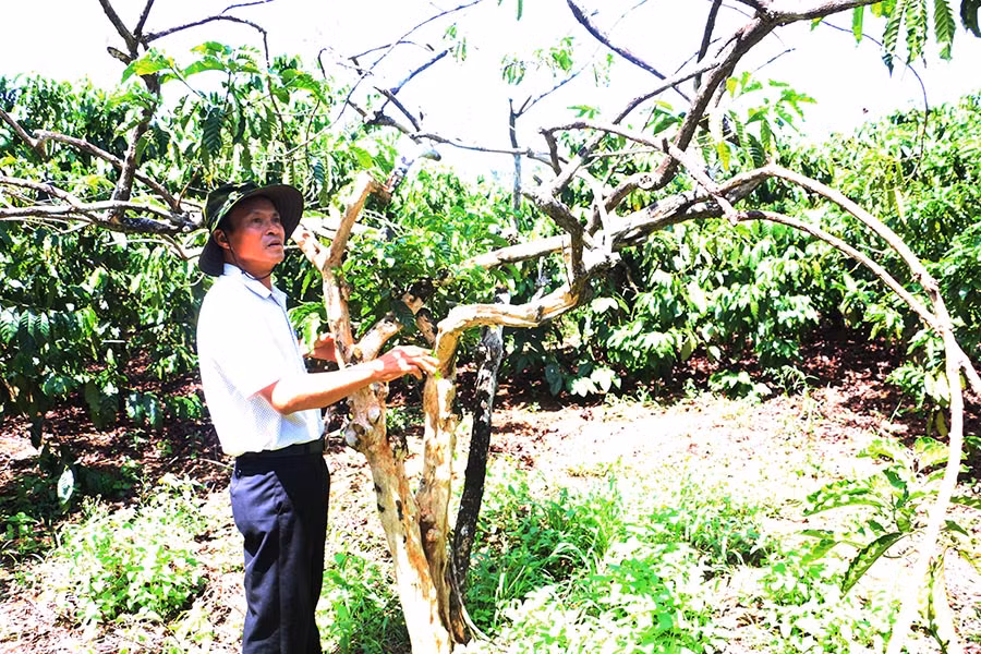 Nhiều diện tích già cỗi cần được tái canh. Ảnh: Q.T