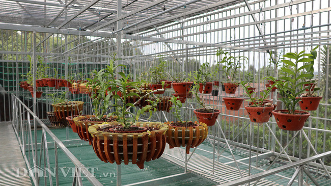 Khu vực treo phong lan đột biến trong vườn của anh Hậu.