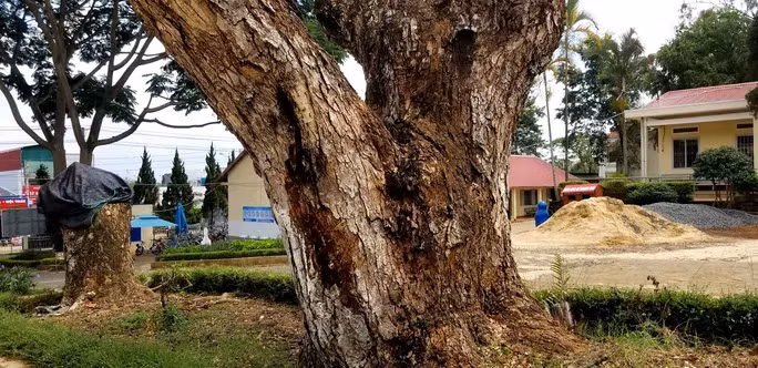 Cận cảnh trong thân và rễ 2 cây me tây có dấu hiệu mối, mục không đảm bảo an toàn.