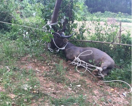 Người dân sau đó đã khống chế con "trâu điên" húc bà T. tử vong - Ảnh: Facebook Người dân sau đó đã khống chế con