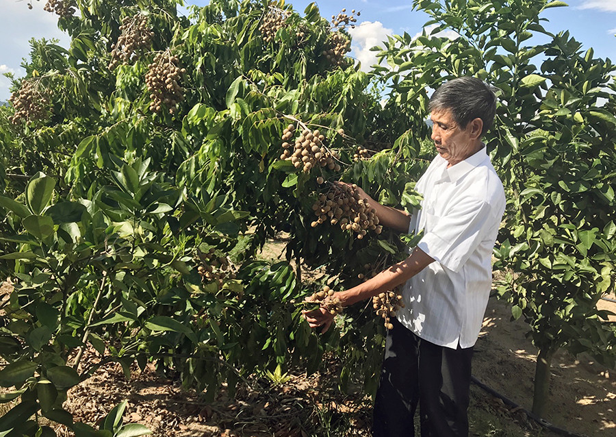 Vườn nhãn của gia đình ông Nguyễn Quang Phúc (làng Đê Chơ Gang, xã Phú An, huyện Đak Pơ). Ảnh: Q.T  Vườn nhãn của gia đình ông Nguyễn Quang Phúc (làng Đê Chơ Gang, xã Phú An, huyện Đak Pơ). Ảnh: Q.T
