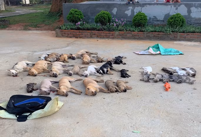 Số lượng chó, mèo được cặp tình nhân câu trộm tối ngày 14-6