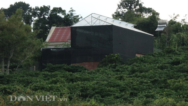 Giàn phong lan bằng sắt được rào lưới đen rộng hàng trăm mét vuông của anh Hậu được xây dựng giữa vườn cà phê.