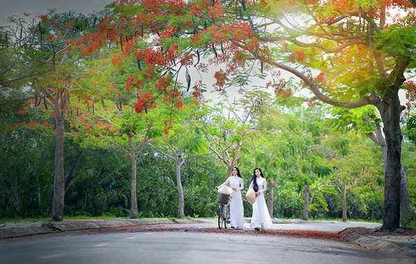 Hoa phượng luôn gắn với ký ức tươi đẹp của tuổi học trò Ảnh: IINI.NET