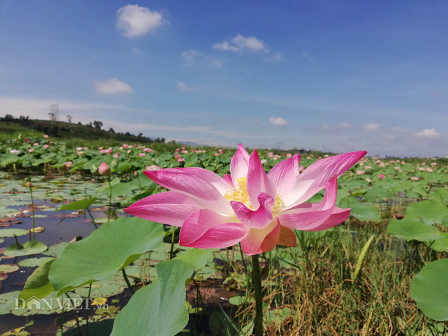 Trong phật giáo, hoa sen được xem là biểu tượng của sự thuần khiết và sinh hóa hồn nhiên.
