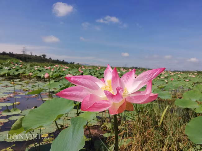 Trong phật giáo, hoa sen được xem là biểu tượng của sự thuần khiết và sinh hóa hồn nhiên.