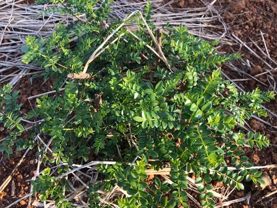 Cây sọ chó vốn chỉ mọc hoang đã được mang về trồng trở thành hướng khởi nghiệp của thanh niên. Ảnh: NGUYỄN TRANG