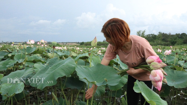 Chị Hồng ngắt những bông hoa sen đang 