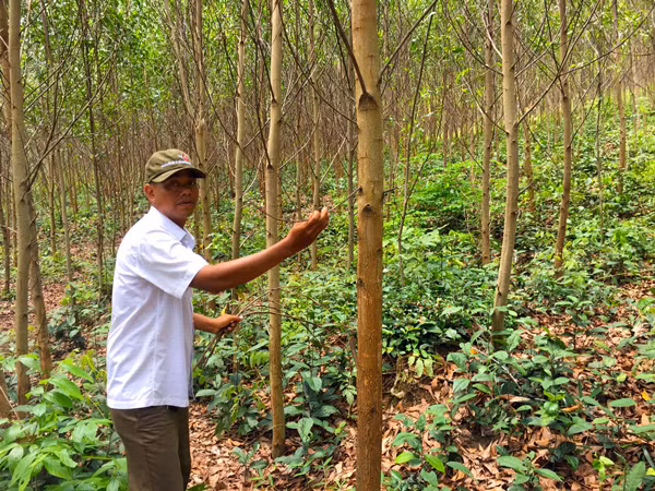 Anh Đinh Văn Bóp (xã Đak Song, huyện Kông Chro) bên vườn keo lai của gia đình. Ảnh: H.S
