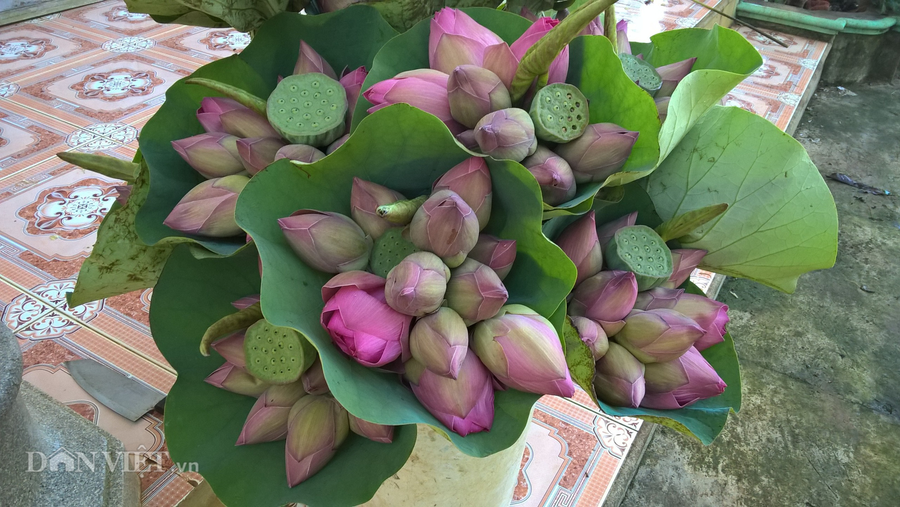 Thông thường, vào những ngày rằm và mùng 1 hàng tháng, các ngôi chùa tại xã Liên Hà và các xã lân cận sẽ đặt hoa sen của gia đình chị Hồng. Đến ngày, chị Hồng sẽ hái hoa giao đến để các phật tử nhà chùa cắm trang trí.