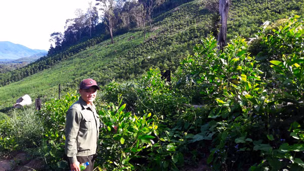 Nhân viên Công ty TNHH một thành viên Lâm Nghiệp Kông Chro kiểm tra rừng trồng. Ảnh: H.S