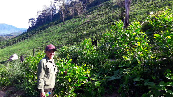 Nhân viên Công ty TNHH một thành viên Lâm Nghiệp Kông Chro kiểm tra rừng trồng. Ảnh: H.S