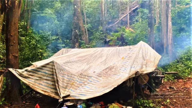 Các đối tượng ngang nhiên làm lán trại trong rừng để khai thác gỗ trái phép.