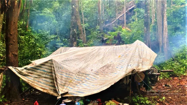 Các đối tượng ngang nhiên làm lán trại trong rừng để khai thác gỗ trái phép.