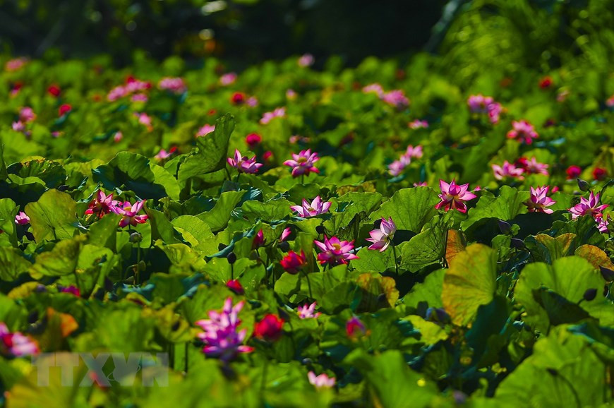 Những cánh đồng sen mênh mông, trải dài trên vùng đất cố đô Ninh Bình. (Ảnh: Minh Đức/TTXVN)