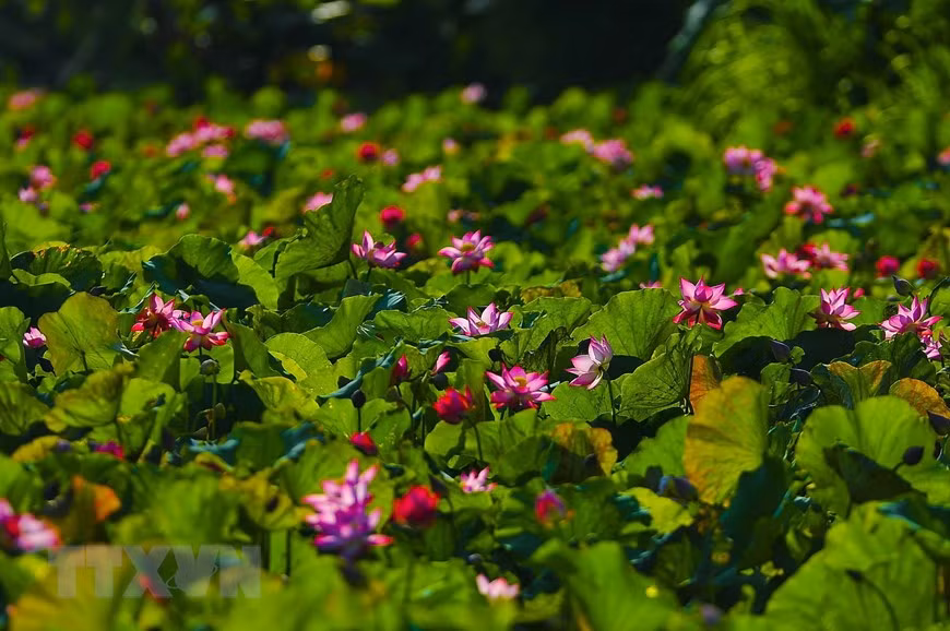 Những cánh đồng sen mênh mông, trải dài trên vùng đất cố đô Ninh Bình. (Ảnh: Minh Đức/TTXVN)