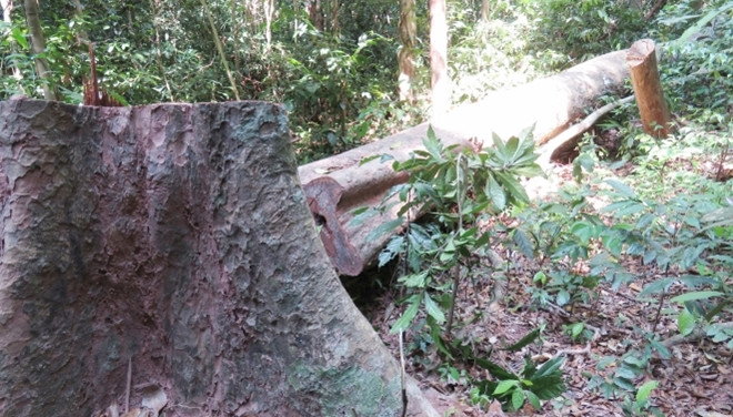 Một cây gỗ lớn ở rừng Trường Sơn bị lâm tặc triệt hạ chưa kịp mang ra khỏi rừng.