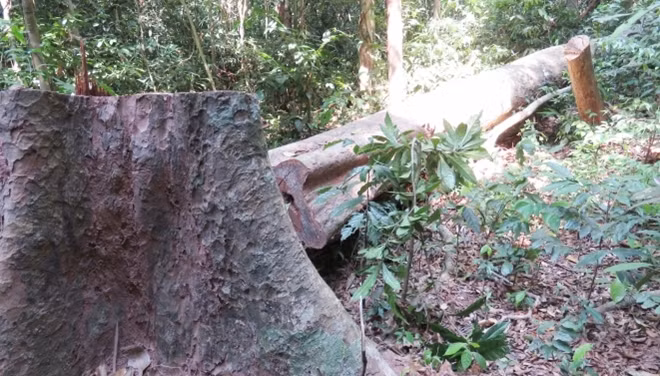 Một cây gỗ lớn ở rừng Trường Sơn bị lâm tặc triệt hạ chưa kịp mang ra khỏi rừng.