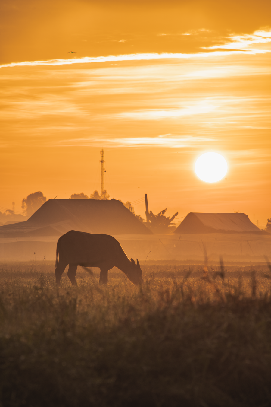 Vẻ đẹp yên bình của buổi sớm mai - Ảnh: Võ Hùng Mạnh