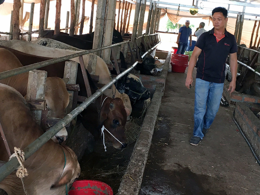 Trang trại nuôi bò vỗ béo của gia đình ông Phan Thanh Sơn (thôn Tân Phú, xã Đak Djrăng, huyện Mang Yang). Ảnh: N.S  Trang trại nuôi bò vỗ béo của gia đình ông Phan Thanh Sơn (thôn Tân Phú, xã Đak Djrăng, huyện Mang Yang). Ảnh: N.S