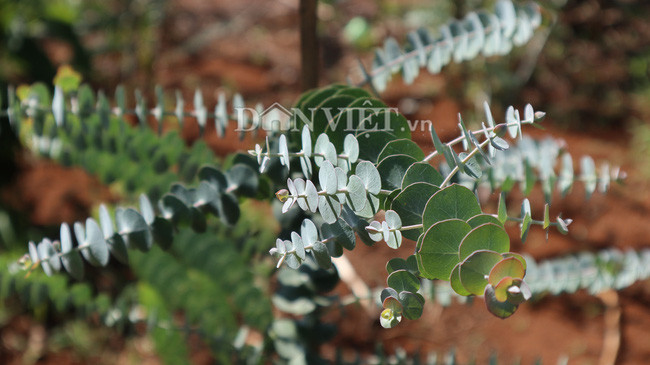 Những nhánh đô la nhỏ đang vươn ra từ cành lớn, hứa hẹn một đợt cắt cành năng suất mới.