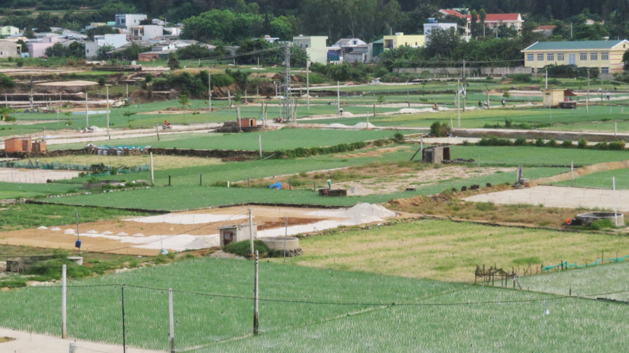 Từ tháng 9 âm lịch hàng năm các ruộng tỏi, hành lại bắt đầu gieo trồng cho mùa vụ thu hoạch sau Tết. Đi một vòng thấy bên những ô đất trống đang chờ vô vụ luôn có sẵn một vun cát trắng tinh mới lấy từ biển về.