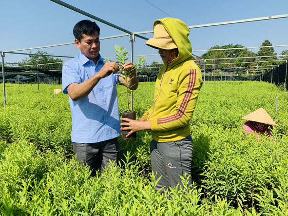 Vườn ươm giống cây đàn hương của ông Nguyễn Quang Tòa (thôn Hòa An, xã Ea Nuôl, huyện Buôn Đôn, tỉnh Đắk Lắk). Vườn ươm giống cây đàn hương của ông Nguyễn Quang Tòa (thôn Hòa An, xã Ea Nuôl, huyện Buôn Đôn, tỉnh Đắk Lắk).