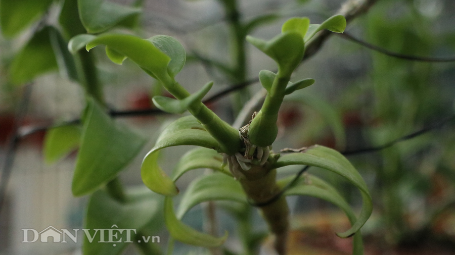 Hiện nay, mỗi kie 5 cánh trắng Hiển Oanh có giá khoảng 15 triệu đồng, tùy lực cây và độ dài.