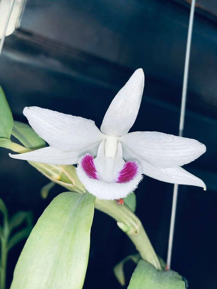 Theo giới chơi lan, mặt hoa sẽ quyết định giá trị của cây lan đột biến (ảnh mặt hoa cây lan Vọng Xưa). Ảnh: H.P Theo giới chơi lan, mặt hoa sẽ quyết định giá trị của cây lan đột biến (ảnh mặt hoa cây lan Vọng Xưa). Ảnh: H.P