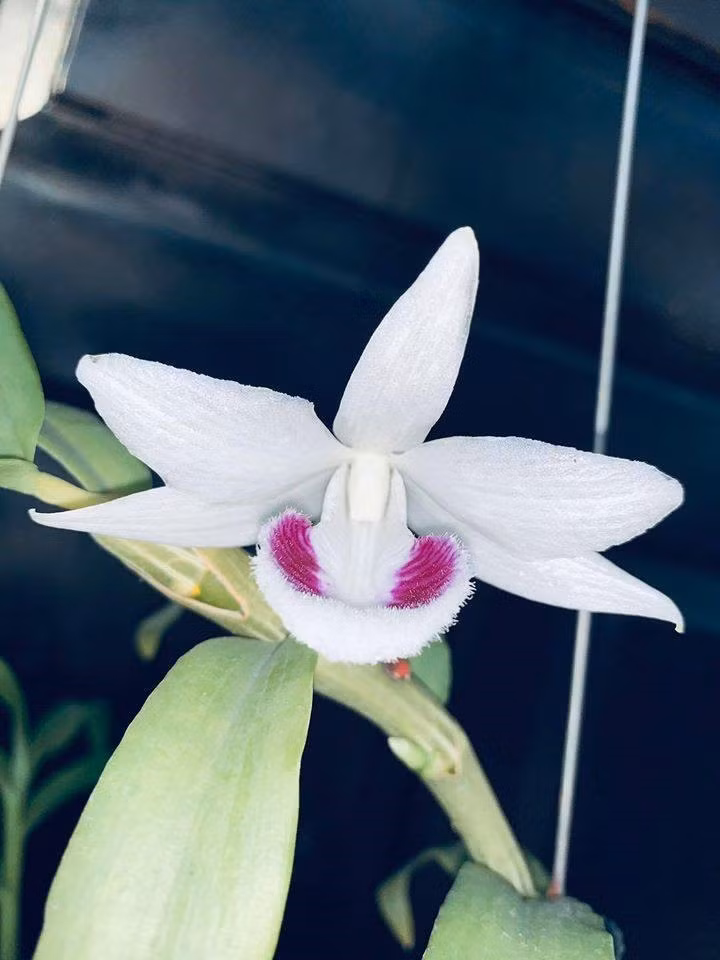 Theo giới chơi lan, mặt hoa sẽ quyết định giá trị của cây lan đột biến (ảnh mặt hoa cây lan Vọng Xưa). Ảnh: H.P Theo giới chơi lan, mặt hoa sẽ quyết định giá trị của cây lan đột biến (ảnh mặt hoa cây lan Vọng Xưa). Ảnh: H.P