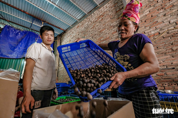 Lò ủ tỏi đen của anh Toàn và anh Đức tạo thêm việc làm cho người dân trong vùng - Ảnh: NAM TRẦN