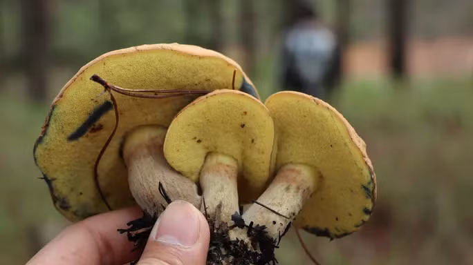 Nấm gan là loại nấm rất đặc biệt, bên trên màu xám, bên dưới màu vàng. Khi chúng ta cà lên lớp vỏ bên dưới cánh nấm thì lập tức màu vàng sẽ chuyển qua màu tím.