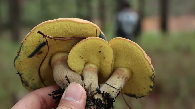 Nấm gan là loại nấm rất đặc biệt, bên trên màu xám, bên dưới màu vàng. Khi chúng ta cà lên lớp vỏ bên dưới cánh nấm thì lập tức màu vàng sẽ chuyển qua màu tím.