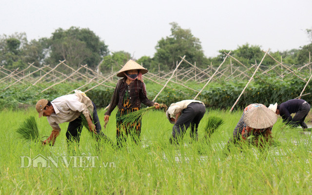 Nông dân cấy mạ ở huyện Bình Chánh (TP.HCM)