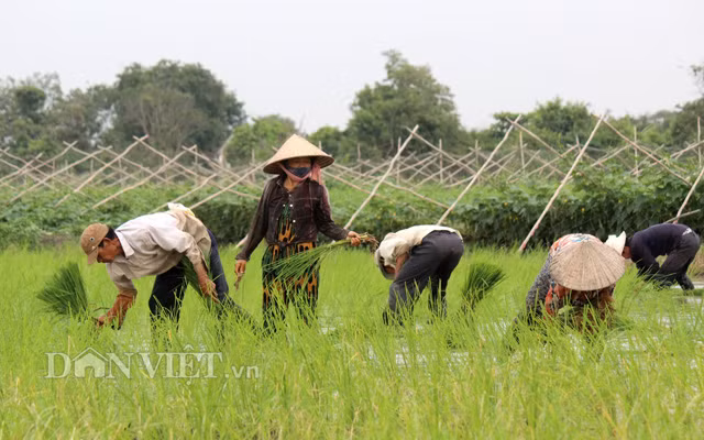 Nông dân cấy mạ ở huyện Bình Chánh (TP.HCM)