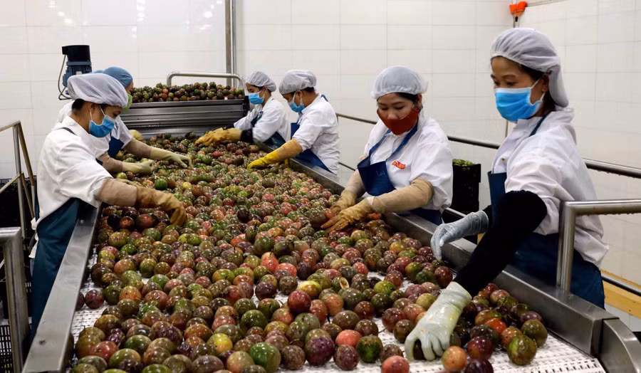 Chế biến chanh dây. Ảnh: Nguyễn Diệp 