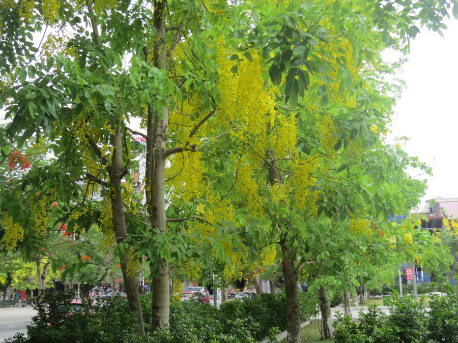 Những cây muồng hoàng yến phát triển tốt ở dải trung tâm Hải Phòng.