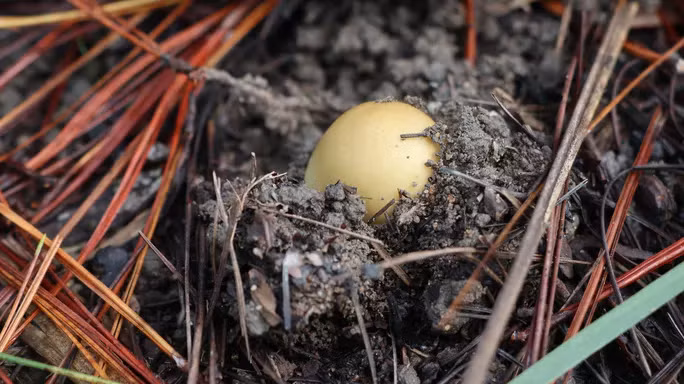 Nấm trứng gà, loại nấm rừng có hình thù giống quả trứng gà, ăn rất ngọt và béo.